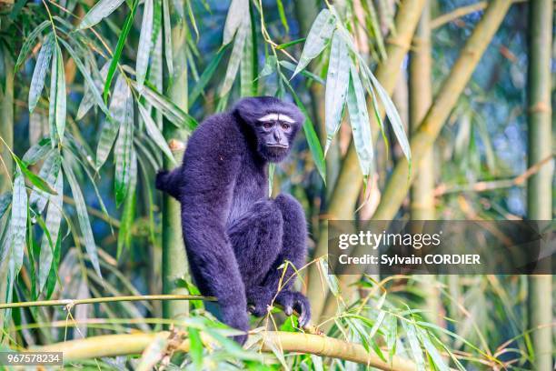 Inde, Tripura, Gumti, Sanctuaire de la vie sauvage, Gibbon hoolock occidental , mâle adulte. India, Tripura state, Gumti wildlife sanctuary, Western...