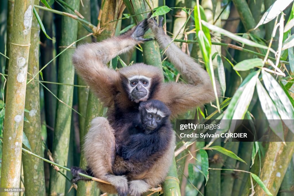 Gibbon hoolock occidental (Hoolock hoolock)