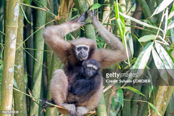 Inde, Tripura, Gumti, Sanctuaire de la vie sauvage, Gibbon hoolock occidental , femelle adulte avec un bébé.