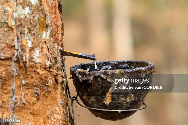 Inde, Tripura, récupération du latex issu des hévéas. India, Tripura state, harvesting latex from rubber trees.