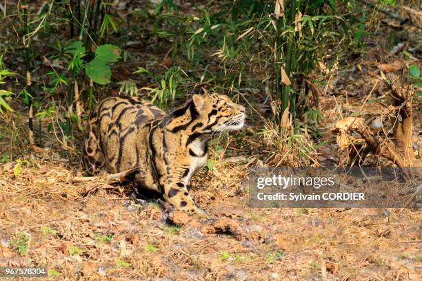 Inde, Tripura, Panthère nébuleuse ou Panthère longibande . India, Tripura state, Clouded leopard .