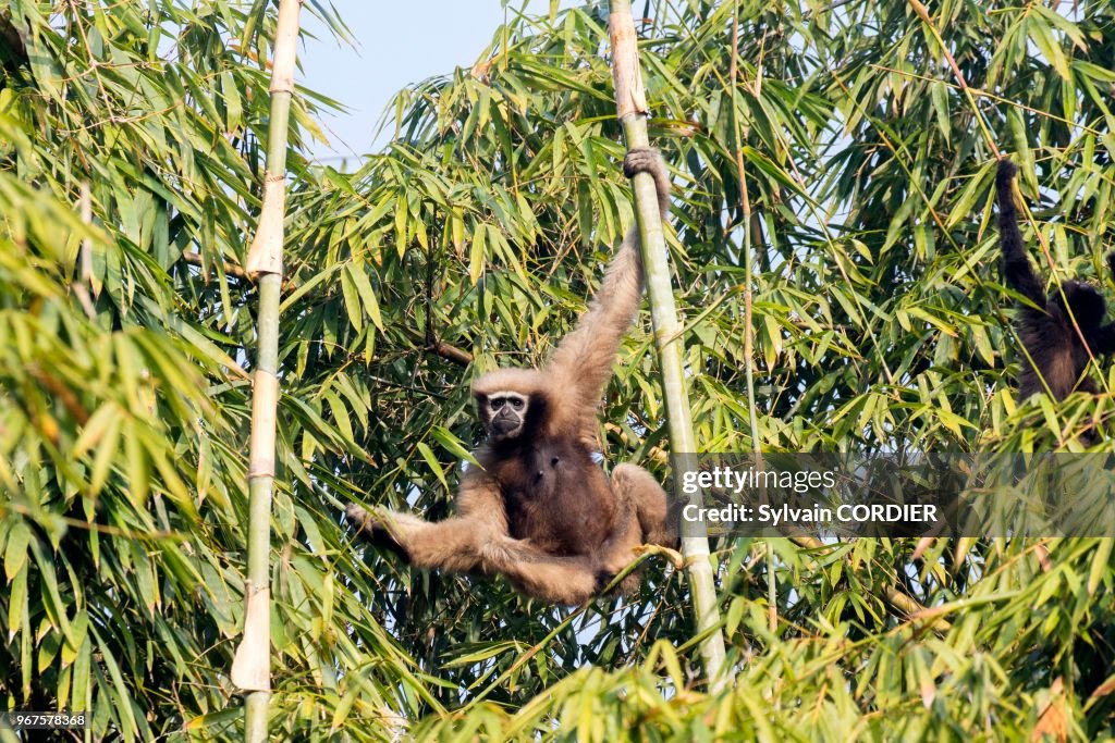 Gibbon hoolock occidental (Hoolock hoolock)