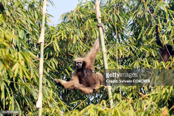 Inde, Tripura, Gumti,Sanctuaire de la vie sauvage, Gibbon hoolock occidental , femelle adulte avec un bébé.
