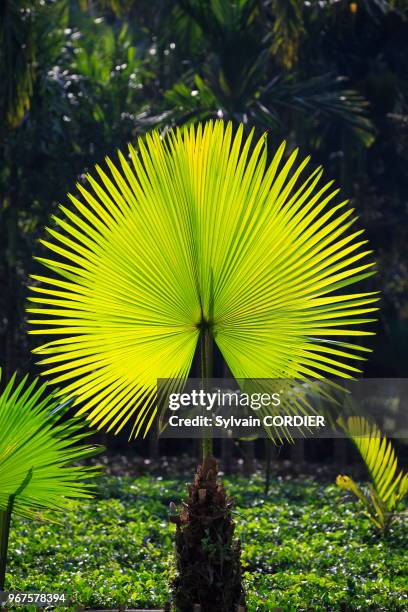 Inde, Tripura, feuille de palmier en contre-jour. India, Tripura state, palm leaf in backlight.
