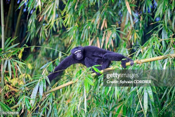 Inde, Tripura, Gumti, Sanctuaire de la vie sauvage, Gibbon hoolock occidental , mâle adulte. India, Tripura state, Gumti wildlife sanctuary, Western...