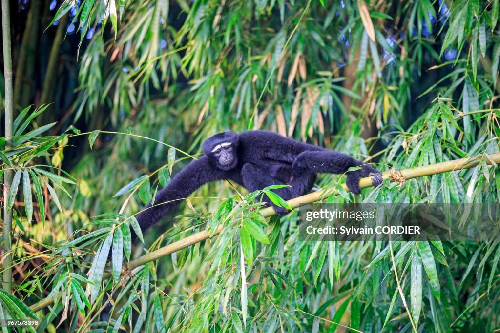 Gibbon hoolock occidental (Hoolock hoolock)
