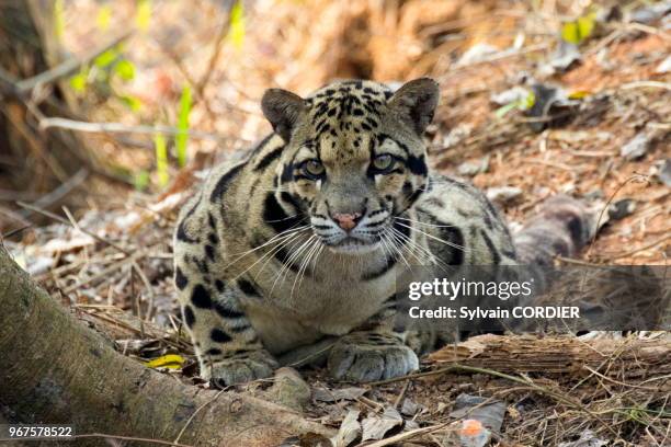 Inde, Tripura, Panthère nébuleuse ou Panthère longibande . India, Tripura state, Clouded leopard .