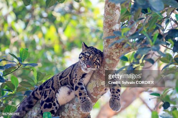 Inde, Tripura, Panthère nébuleuse ou Panthère longibande . India, Tripura state, Clouded leopard .