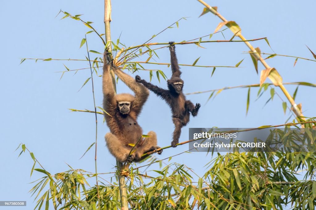 Gibbon hoolock occidental (Hoolock hoolock)