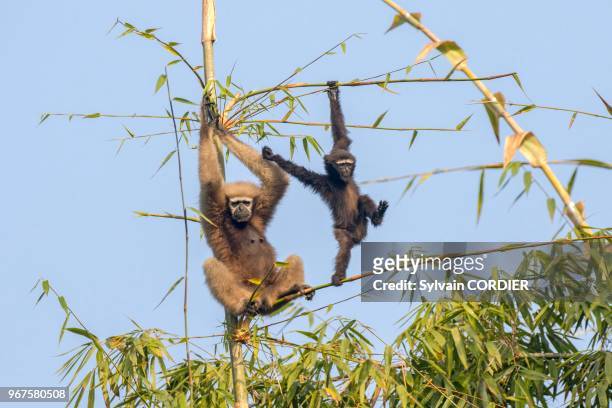 Inde, Tripura, Gumti, Sanctuaire de la vie sauvage, Gibbon hoolock occidental , femelle adulte avec un bébé.