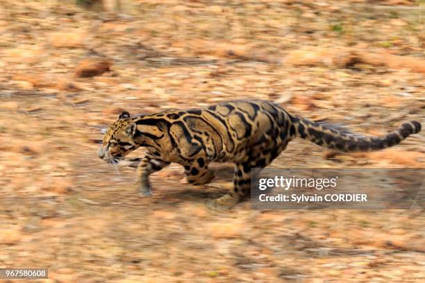 Inde, Tripura, Panthère nébuleuse ou Panthère longibande . India, Tripura state, Clouded leopard .