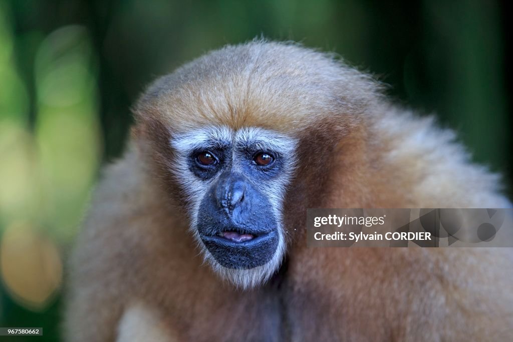 Gibbon hoolock occidental (Hoolock hoolock)