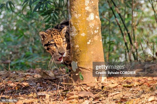 Inde, Tripura, Panthère nébuleuse ou Panthère longibande . India, Tripura state, Clouded leopard .