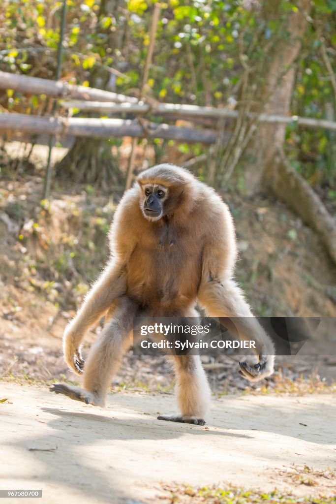 Gibbon hoolock occidental (Hoolock hoolock)