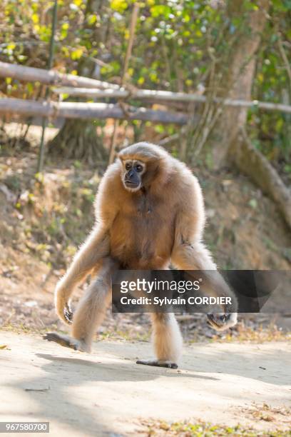 Inde, Tripura, Gumti,Sanctuaire de la vie sauvage, Gibbon hoolock occidental , femelle adulte marchant. India, Tripura state, Gumti wildlife...