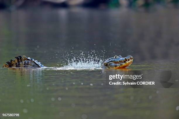 Amérique du Sud,Brésil, Mato Grosso, Pantanal, Sud de Cuiaba, le Jacara ou Caïman yacare , marquant son territoire en émettant des sons et en...