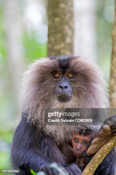 Inde,Tamil Nadu, montagnes de Annamalai , macaque à queue de lion ou ouandérou , Le macaque à queue de lion se classe parmi les primates les plus...