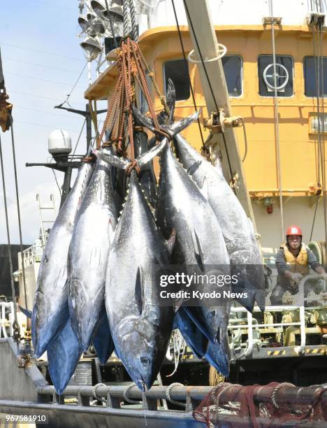 Photo taken June 4 shows the season's first catch of bluefin tuna in Sakaiminato, Tottori Prefecture, western Japan. ==Kyodo