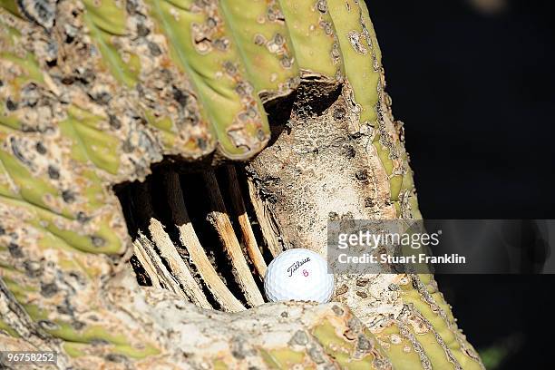 Detail shot of a golf ball stuck on a saguaro cactus during the second practice round prior to the start of the Accenture Match Play Championship at...
