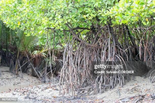 Asie, Malaisie, Bornéo, Sarawak, Kuching, mangrove le long du Batang Salak, Rhizophores.