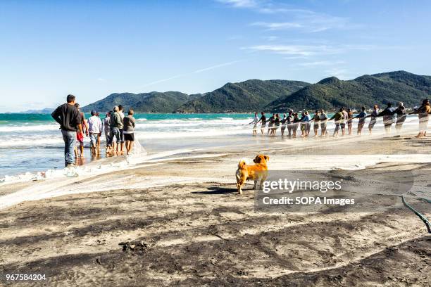 Men drawing nets from sea during the grey mullet fishing season. Grey mullet fishing in Pantano do Sul beach starts on May 1st and ends on July 31,...