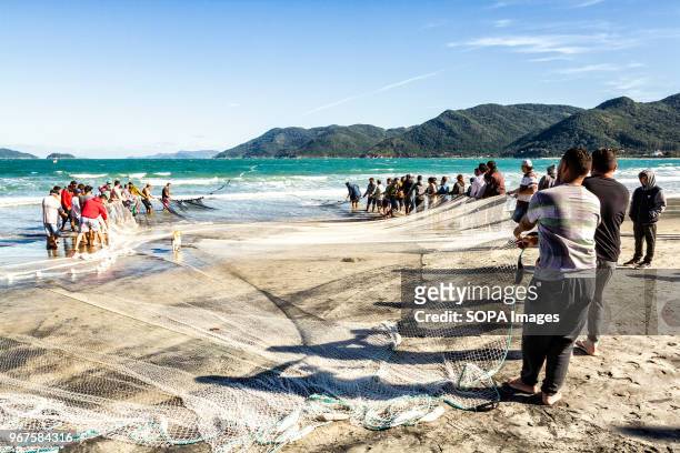 Men drawing nets from sea during the grey mullet fishing season. Grey mullet fishing in Pantano do Sul beach starts on May 1st and ends on July 31,...