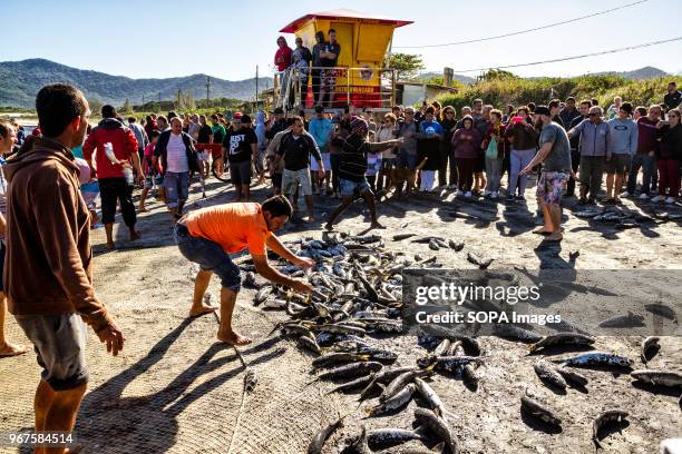 People standing on the beach with fish on the ground during the grey mullet fishing season. The grey mullet fishing in Pantano do Sul starts on May...