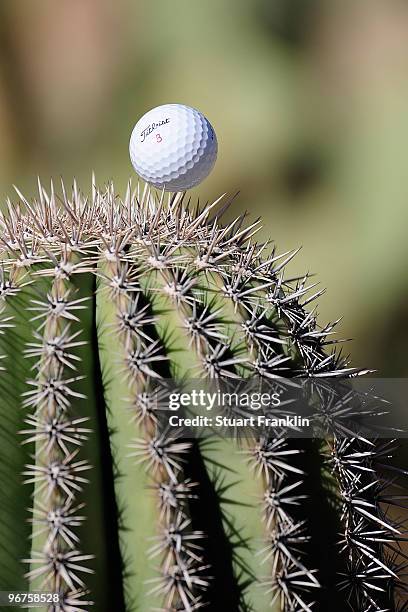 Detail shot of a golf ball stuck on a saguaro cactus during the second practice round prior to the start of the Accenture Match Play Championship at...