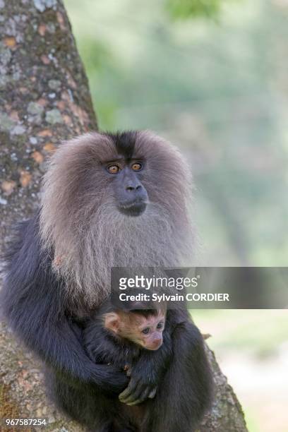 Inde,Tamil Nadu, montagnes de Annamalai , macaque à queue de lion ou ouandérou , Le macaque à queue de lion se classe parmi les primates les plus...