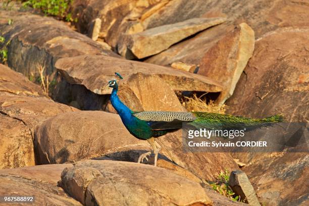 Inde, Karnataka, montagnes de Sanduru, Paon bleu , mâle adulte. India, Karnataka, Sandur Mountain Range, Indian Peafowl or Blue Peafowl , adult male.