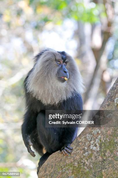 Inde,Tamil Nadu, montagnes de Annamalai , macaque à queue de lion ou ouandérou , Le macaque à queue de lion se classe parmi les primates les plus...