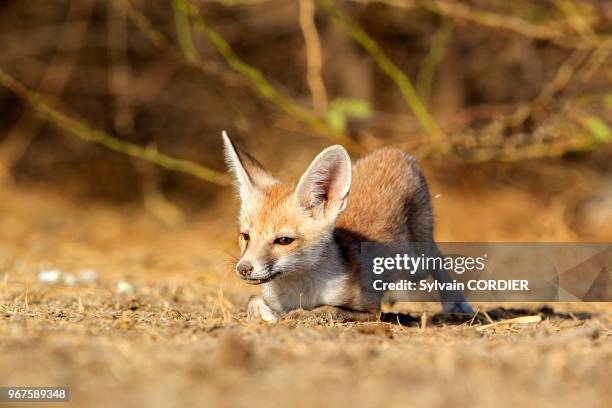 Inde, Gujarat, Little Rann of Kutch, renard du désert indien , jeunes au terrier.