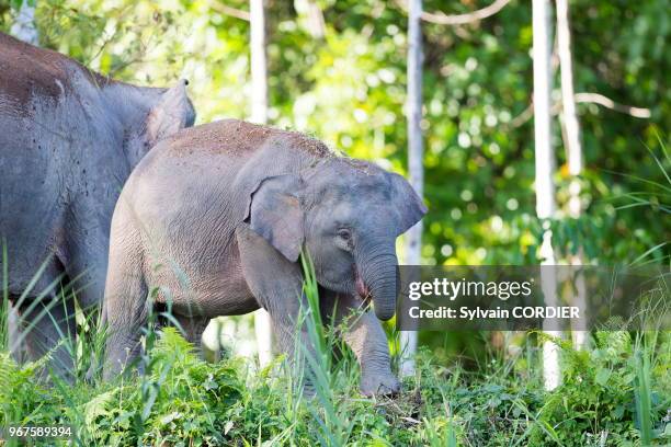 Asie, Bornéo, Malaisie, Sabah, rivière Kinabatangan, Eléphant de Bornéo ou éléphant pygmée de Bornéo , sous espèce de l'éléphant d'Asie, femelle et...