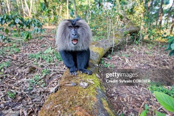 Inde,Tamil Nadu, montagnes de Annamalai , macaque à queue de lion ou ouandérou ., le macaque à queue de lion se classe parmi les primates les plus...