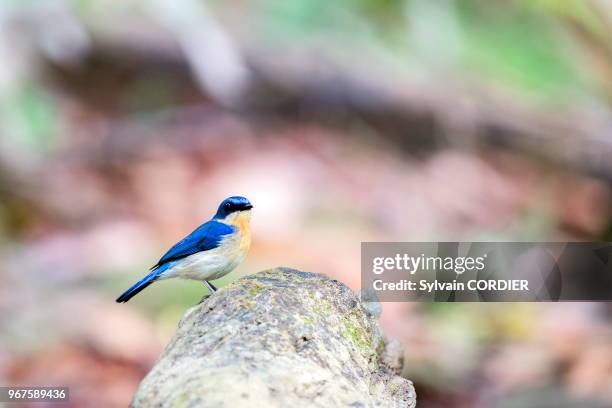 Asie, Bornéo, Malaisie, Sabah, rivière Kinabatangan, Gobe mouche malais .