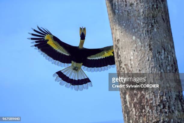 India,Tamil Nadu,Anaimalai Mountain Range ,Great hornbill also known as the great Indian hornbill or great pied hornbill,male at the nest.