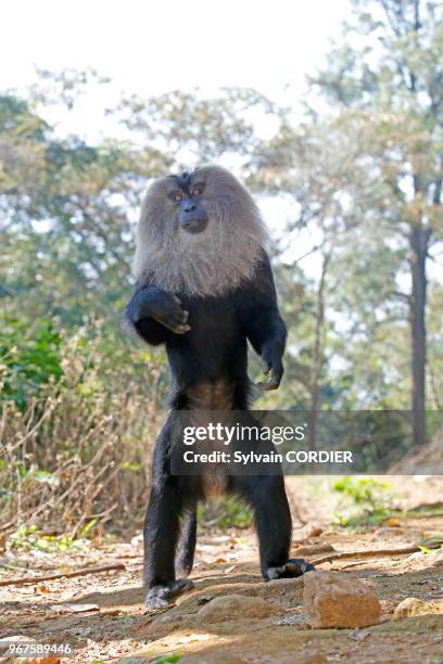 Inde,Tamil Nadu, montagnes de Annamalai , macaque à queue de lion ou ouandérou , le macaque à queue de lion se classe parmi les primates les plus...