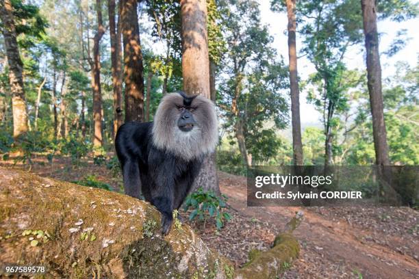 Inde,Tamil Nadu, montagnes de Annamalai , macaque à queue de lion ou ouandérou , le macaque à queue de lion se classe parmi les primates les plus...