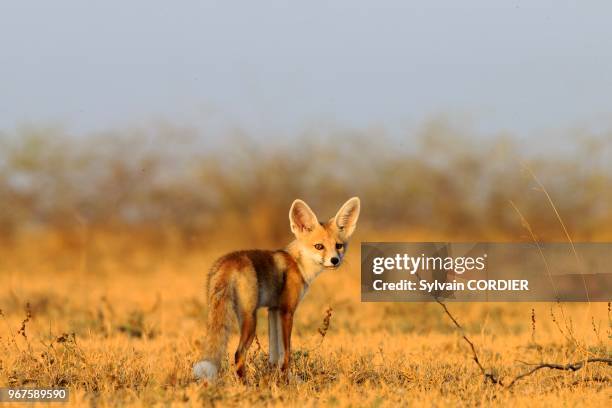 Inde, Gujarat, Little Rann of Kutch, renard du désert indien , jeune au terrier.