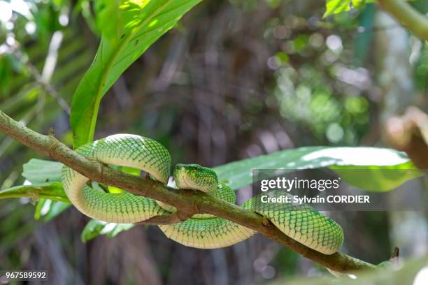 Asie, Bornéo, Malaisie, Sarawak, Parc national de Bako, Vipère de Wagler .