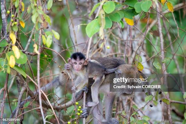 Asie, Bornéo, Malaisie, Sabah, rivière Kinabatangan, Macaque à longue queue ou macaque crabier , mère et petit.