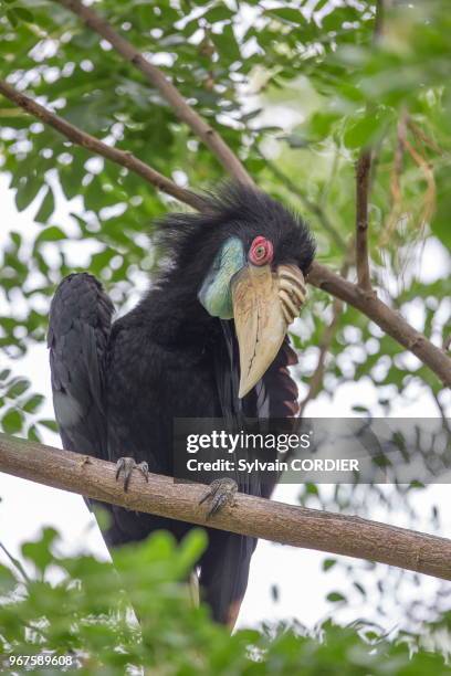 Asie, Bornéo, Malaisie, Sabah, rivière Kinabatangan, Calao festonné .