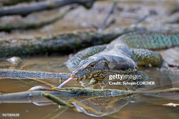 Asie, Bornéo, Malaisie, Sabah, rivière Kinabatangan, Varan malais .