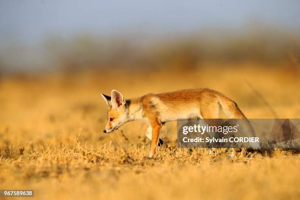 Inde, Gujarat, Little Rann of Kutch, renard du désert indien , jeune au terrier.