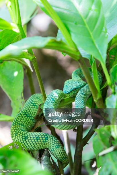 Asie, Bornéo, Malaisie, Sarawak, Parc national de Bako, Vipère de Wagler .