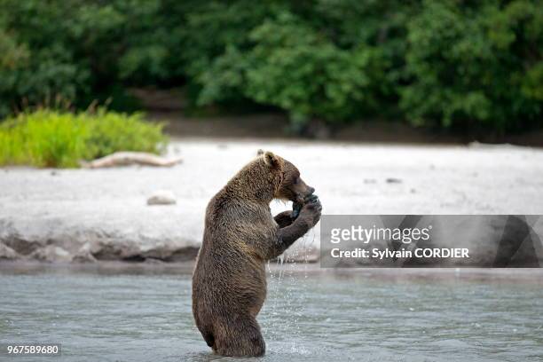Amérique du Nord, Alaska, Anchorage, Centre de la Conservation de la Faune Sauvage à Portage,Ours brun, Grizzly .