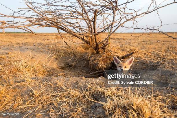 Inde, Gujarat, Little Rann of Kutch, Sanctuaire pour les ânes sauvages, Renard du désert indien , jeune au terrier. India, Gujarat, Little Rann of...