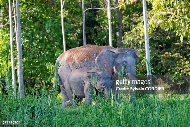 Asie, Bornéo, Malaisie, Sabah, rivière Kinabatangan, Eléphant de Bornéo ou éléphant pygmée de Bornéo , sous espèce de l'éléphant d'Asie, mère et...