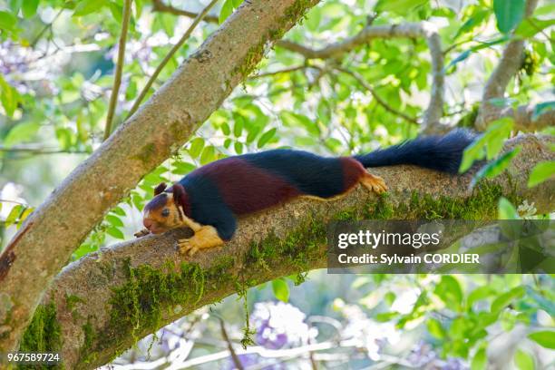 India, Tamil Nadu, Anaimalai Mountain Range , Indian giant squirrel, or Malabar giant squirrel .