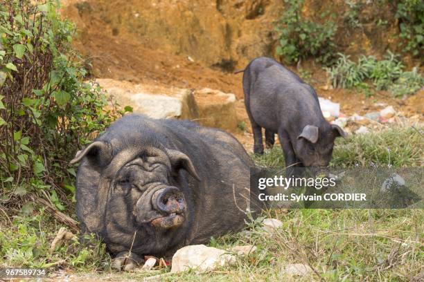 Chine , province du Yunnan , Ethnie des Hani, Yuanyang, village de Duoyishu , cochon chinois.